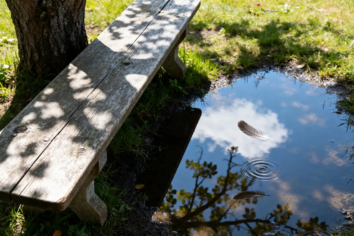 Banc en bois près d'une flaque avec plume flottante signification de 15h15 reflétée