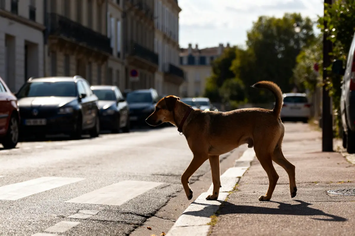 Chien traverse la rue près des voitures signification de 16h16 et sécurité animalière