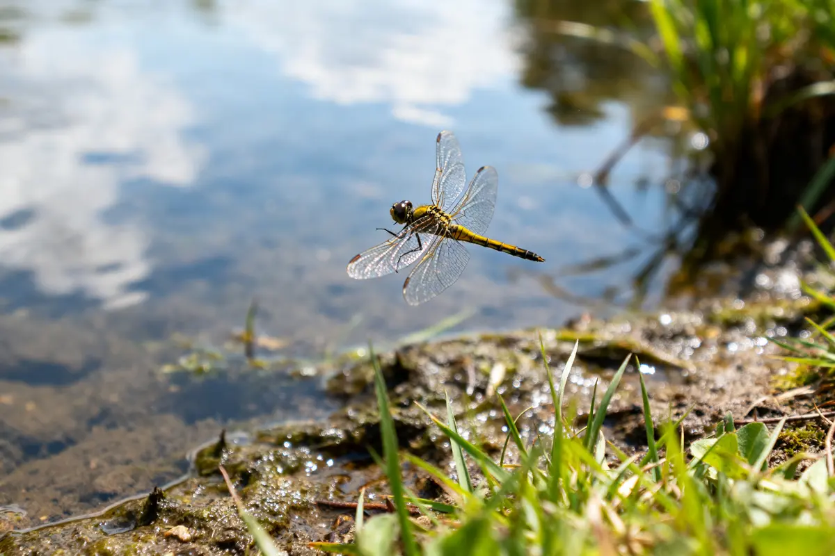 Libellule en vol près d'un étang représentant la signification de la libellule dans la nature