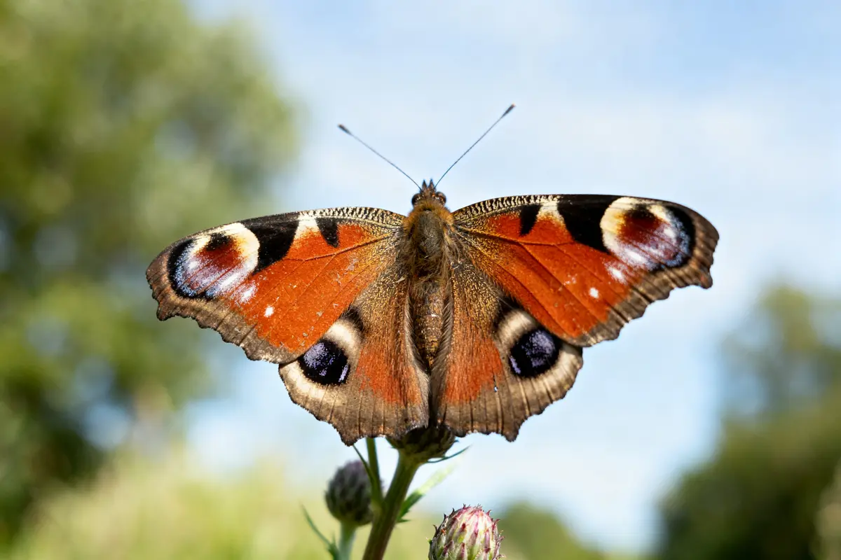 Papillon paon du jour posé sur fleur symbolique des papillons et transformation naturelle